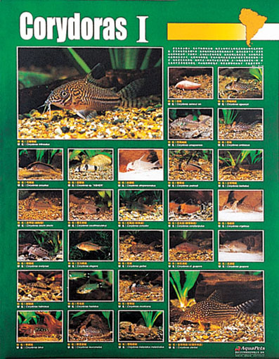 corys 1.jpg