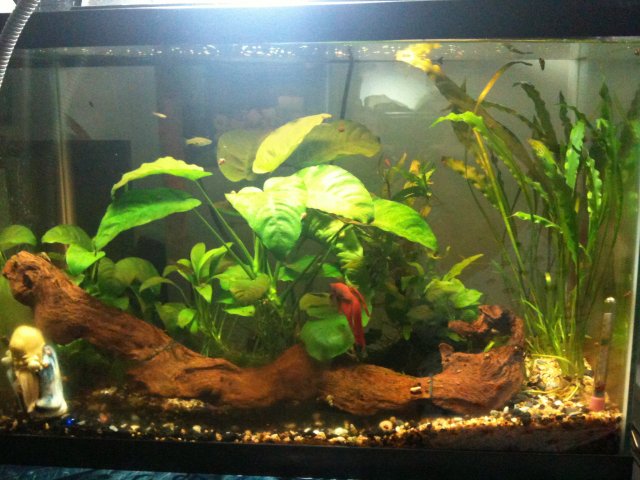 Fish 016.jpg