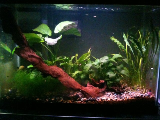 Fish 024.jpg