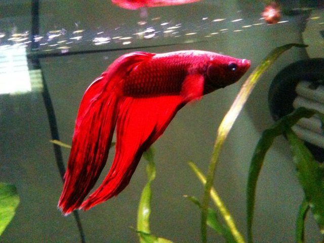 Fish 025.jpg