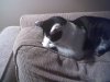 prissy.jpg