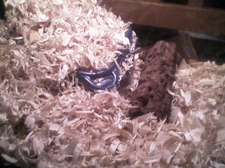 KenyanSandBoa enclosure2.jpg