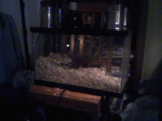 KenyandSandBoa enclosure.jpg