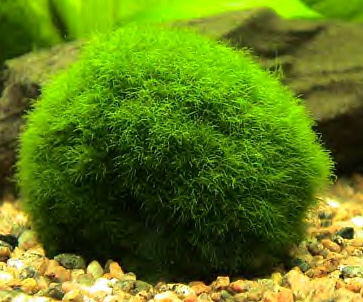 1499marimo_balls2-large.jpg