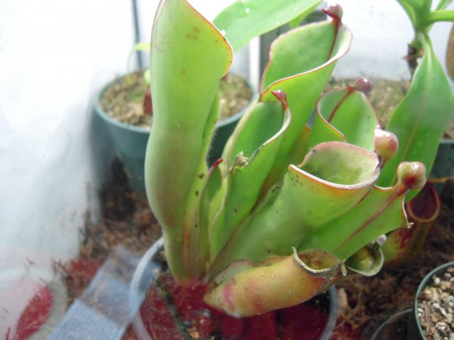 DSCN2479.JPG
