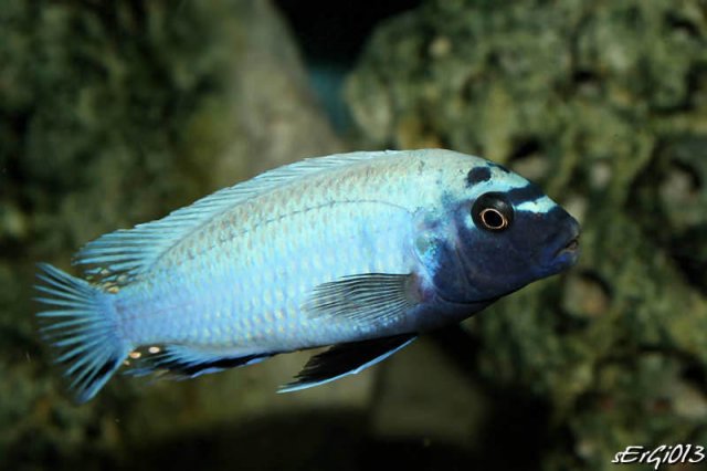 Pseudotropheus sp polit Lion's Cove male1 800.jpg