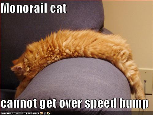 funny-pictures-monorail-cat-orange-couch-speedbump.jpg