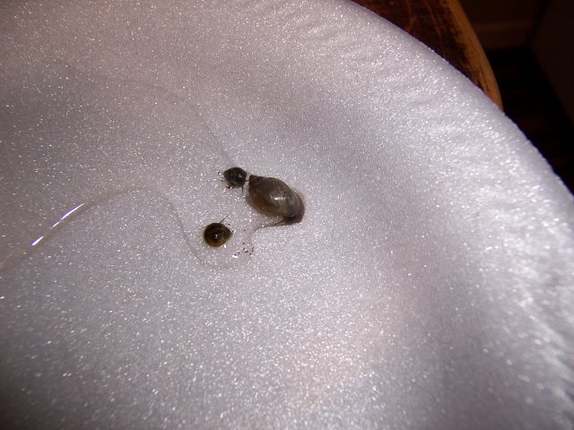 100_3165.JPG