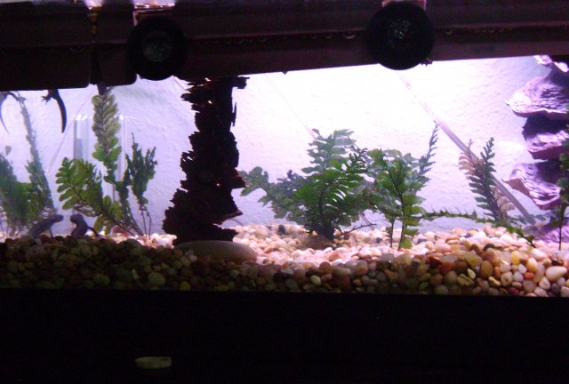 fish tanks 042.JPG