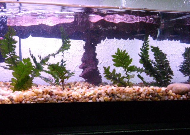 fish tanks 043.JPG
