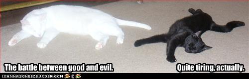 funny-pictures-white-and-black-cat-battle.jpg