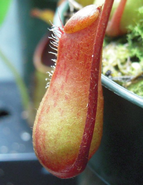 DSCN2529.JPG