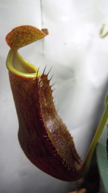 DSCN2530.JPG