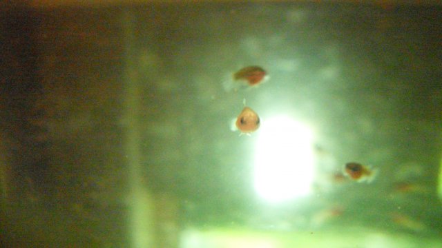 SDC12048.JPG