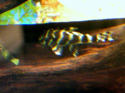 DSCN6093.JPG