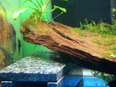 DSCN6070.JPG