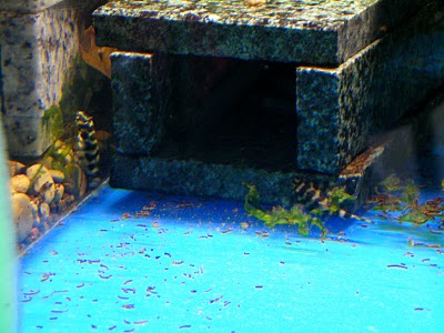 DSCN6081.JPG