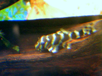 DSCN6094.JPG