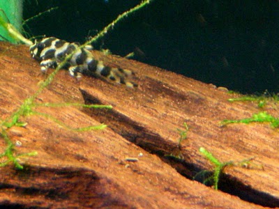 DSCN6107.JPG