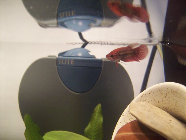 100_4952.JPG