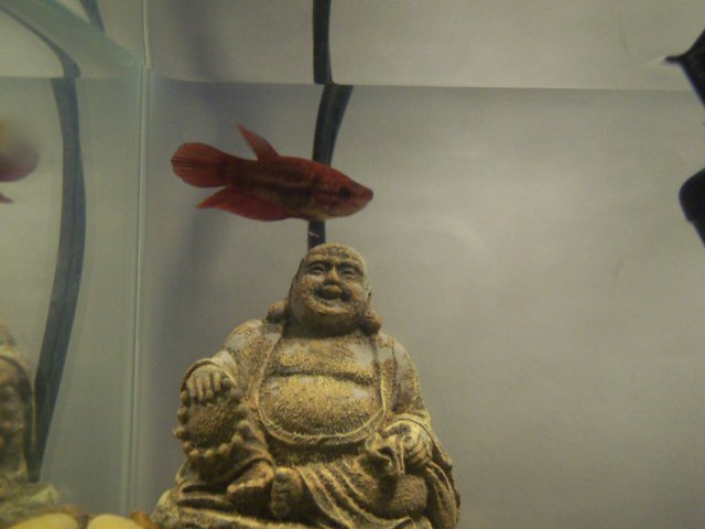 100_4976.JPG