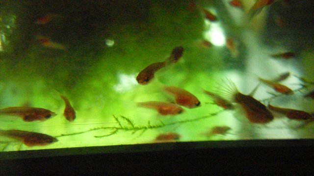 SDC12090.JPG