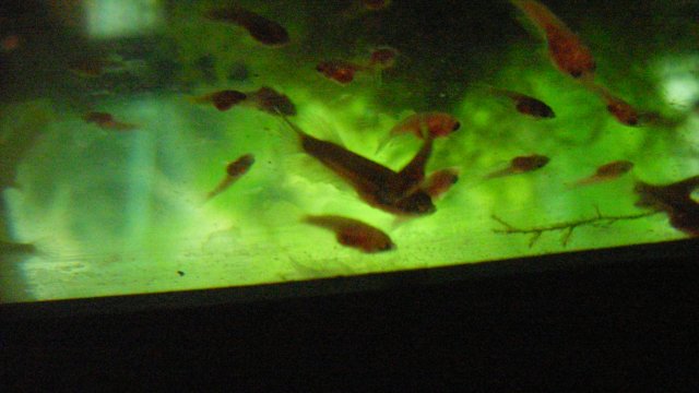 SDC12089.JPG