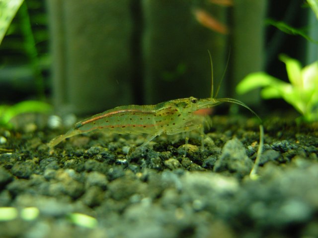 Amano Shrimp - Carl 01.JPG