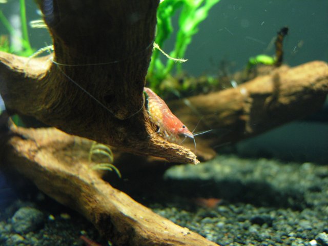First Berried - Day 03 - 01.JPG