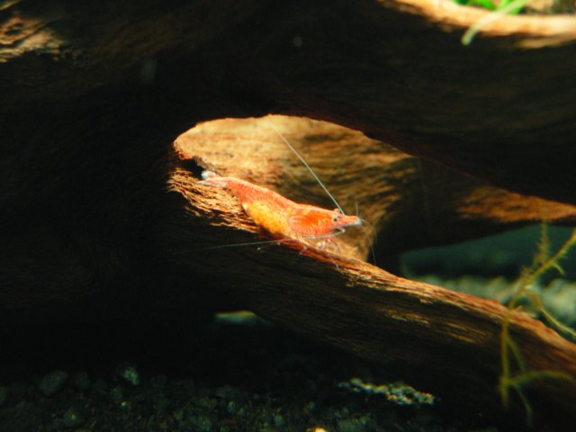 First Berried - Day 08 [one is a third berried] - 04.JPG