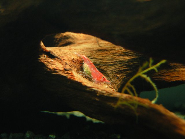 Second Berried - Day 01 - 02.JPG