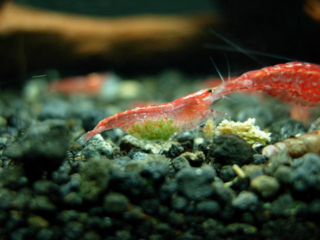Second Berried - Day 01 - 03.JPG