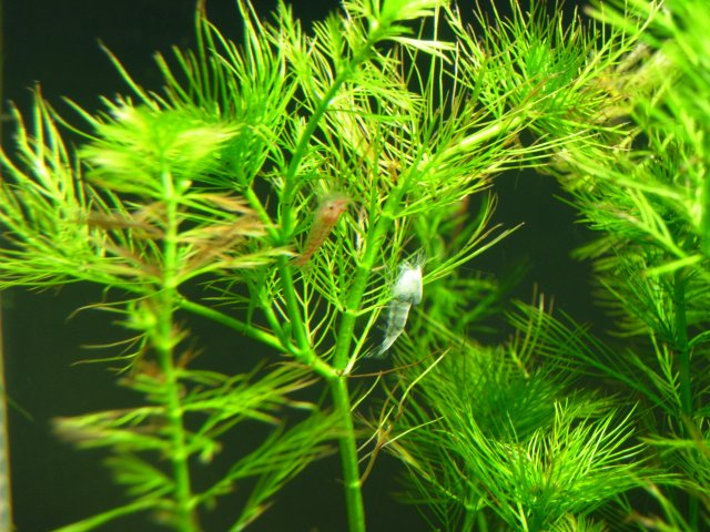 Fresh Molt.JPG