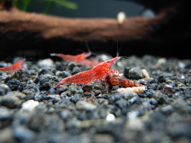 Male RCS 10-25.JPG