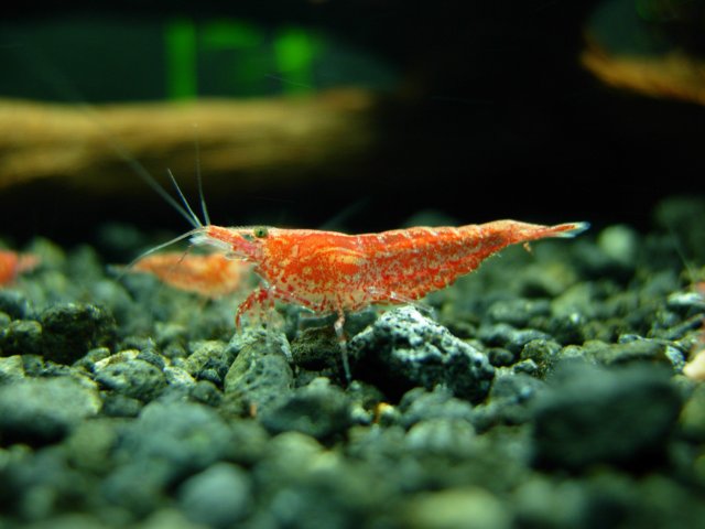 Male RCS 11-13.JPG