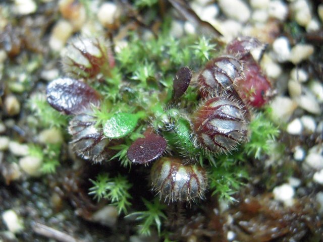 ceph2_72910.JPG
