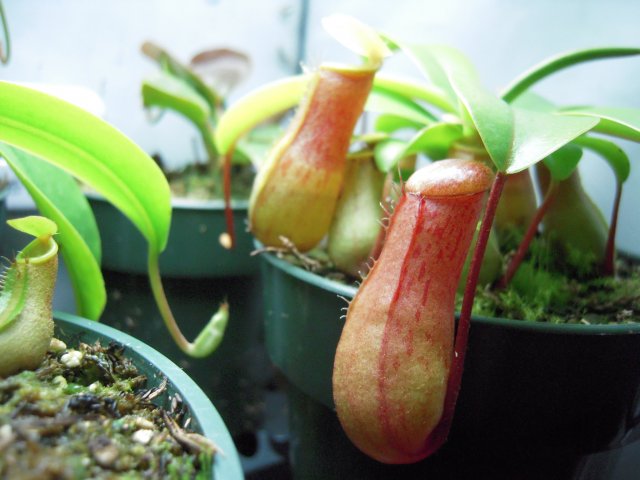 ventricosa_new pitcher.JPG