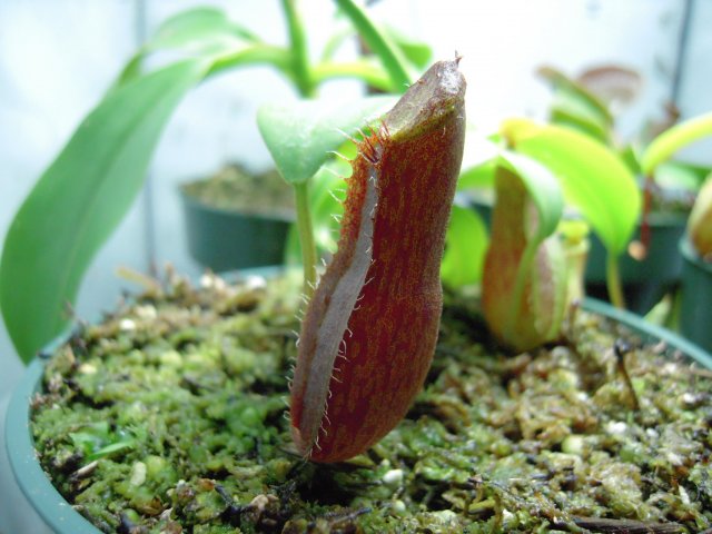 sanguinea_new pitcher.JPG