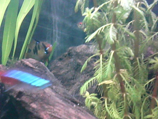 Image98.jpg