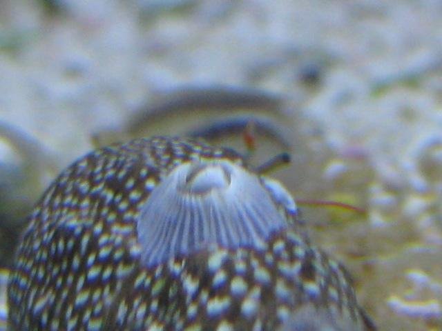 shell game clsd IMG_0739.jpg