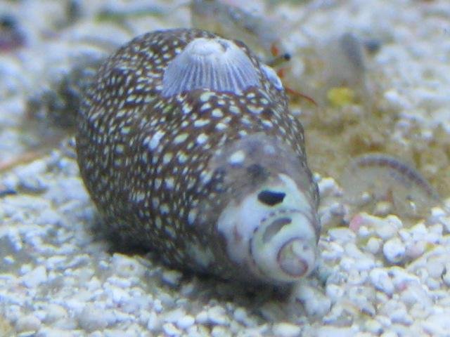 shell game IMG_0729.jpg