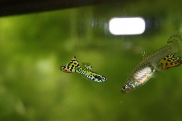 IMG_9667a.jpg