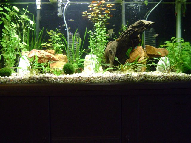 newscape1.JPG