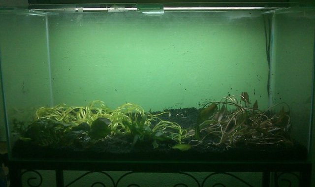 Aquarium 11.jpg