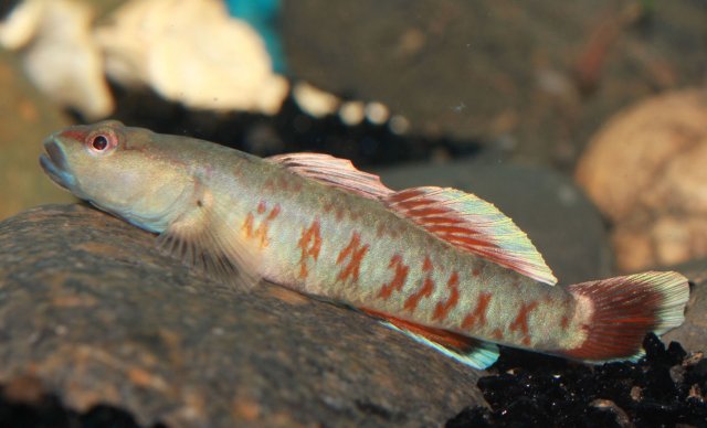 goby small pic.jpg goby small pic.jpg