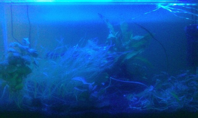 Aquarium 12.jpg
