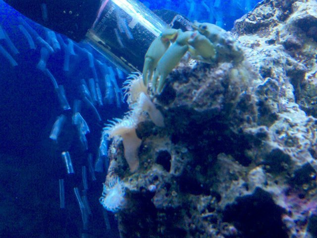 white polyp1.jpg white polyp1.jpg