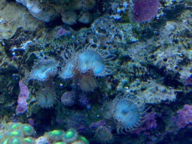 Un ID polyp1.jpg Un ID polyp1.jpg