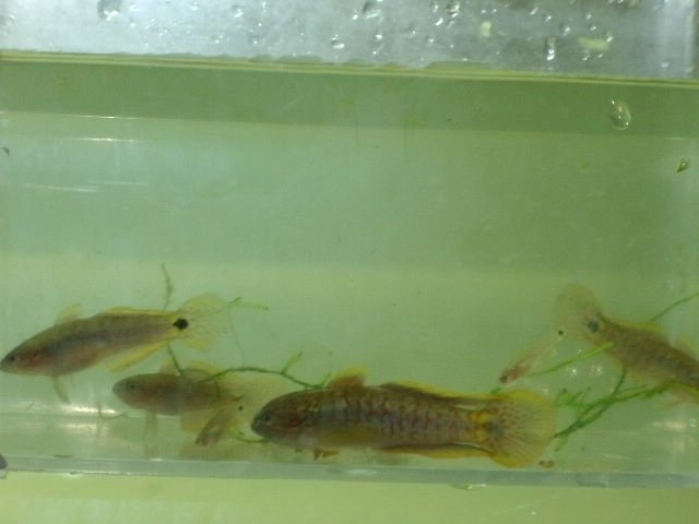 GEDC0266.JPG