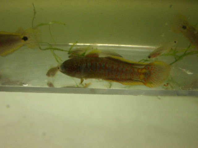 GEDC0267.JPG